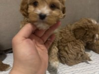 2 AYLIK DÜNYA TATLISI MALTİPOO YAVRUSU