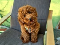 6 AYLIK DİŞİ POODLE