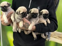 Sağlıklı Pug Yavrular