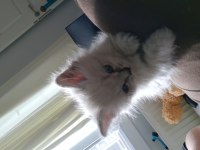 2 aylık british shorthair
