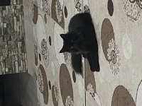 Koca maine coon bebekler