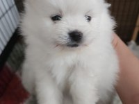 Pomeranian kaçmayacak fırsat