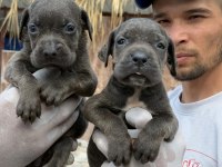 Cane corso yavrularımız