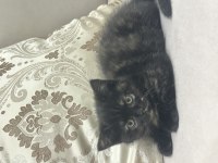British shorthair 2 aylık erkek