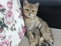 Biritish kedi
