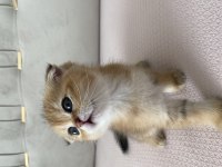 Muhteşem renk de black golden scottish fold