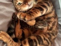 Erkek Bengal Kedisi Yavru