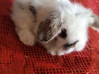 Teddy lop tavşanı yavrular sütten kesilmiş durumda
