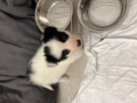 2 Aylık Dişi Border Collie