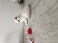 Safkan british shorthair