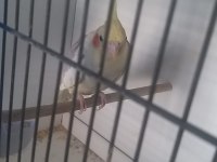 Çift sultan papağanı genç takım