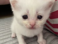 Safkan British Shorthair Dişi Yavru Yeni Yuvasını Arıyor