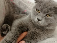 1 yaşında dişi Scottish Fold kedimiz