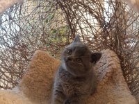 Koca Kafalı British Shorthair Yavrular Ayı Suratlar