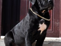 Şecere belgeli ırk ve sağlık garantili cane corso yavrular