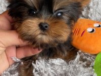 Teacup yorkshire terrier bebekler antalya