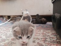 Yavru Kedilere Yuva Aranıyor