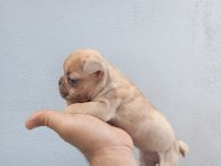Meraklısına French Bulldog