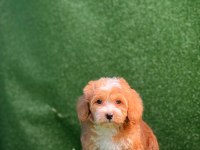 Kendi maltipoo yavrularım dişi ve erkek mevcut