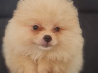 Mersin orjinal pomeranian boo yavrular
