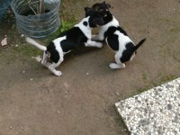 Sevimli Yavru Köpekler