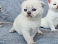 Safkan Scottish Fold Blue Point Mavi Gözlü Erkek Ve Dişi