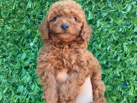 Poodle bebek köpekler
