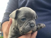 French Bulldog Yavrular Hepsi Nadir Renk