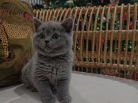 British Shorthair 2,5 Aylık