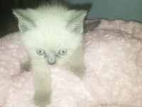 British shorthair albino yavrular