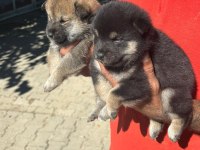 Shiba inu bebişler