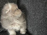 ERKEK 55 GÜNLÜK SCOTTİSH YAVRU KEDİMİZ