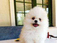 POMERANİAN BOO DİŞİ KALİTEE