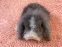 Hollanda teddy lop tavşanı