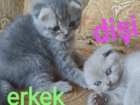 Scottish Fold Tontiş Yavrularımız