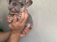 Üst Düzey Mavi Gözlü French Bulldog Yavrularımız