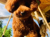 Gerçek Bir Toy Poodle