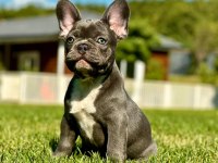 French Bulldog Yavruları ÇİFTLİKTEN   