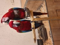 Macaw papağanımız için açıklamayı okuyunuz