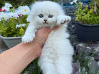 Yavru british longhair kediler