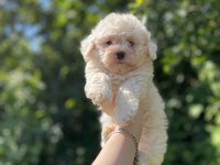 Erkek Dişi Mevcut Köpekler