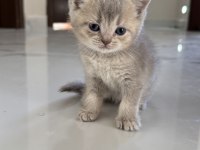 British Shorthair Yavrularımız 2 Aylık