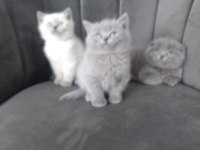 3 Erkek Kedimiz Teslime Hazır