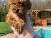 Poodle Çıftliğinden Red Brown Toy Poodle Bebeklerimiz 