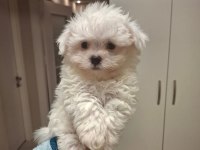 Dünya tatlısı yavru köpekler