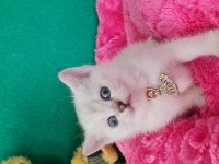 British Shorthair Blue Point Yavrularımız Hazır
