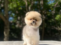 Güzel pomeranian çocuklar