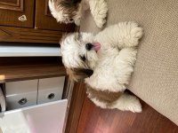 mini boy mavi gözlü erkek shih tzu yarı fiyatına