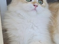 Uzun Tüylü Saf Kan British Longhair NY12 - Erkek