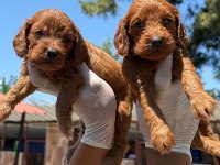 Maltipoo yavrularımız büyüdü